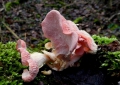 Hlíva růžová (Pleurotus djamour) uměle vypěstovaná Milošem Krčilem a pro nafocení instalovaná do přírody - foto: Jiří Pošmura