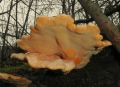 Sírovec žlutooranžový - (Laetiporus sulphureus) jedlý - Foto Jiří Pošmura