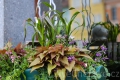 Chebské náměstí opět zdobí květinové berušky, ale také zapomenuté toalety
