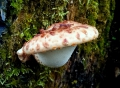 Choroš šupinatý (Polyporus squamosus) - v mládí jedlý foto Jiří Pošmura