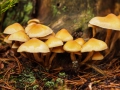 Listopadové houby