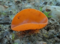 Mísenka oranžová (Aleuria aurantia)-jedlá - foto: Jiří Pošmura