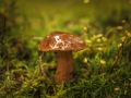 Déšť potěšil houbaře. Z lesa nechodí s prázdnou