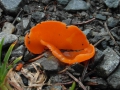 mísenka oranžová (Aleuria aurantia)-jedlá foto Jiří Pošmura