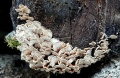 Mekkous-kaderavy-Plicaturopsis-crispa-nejedly-foto-Jiri-Posmura