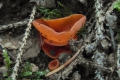 Mísenka oranžová (Aleuria aurantia)-jedlá foto Jiří Pošmura