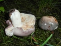 Holubinka namodralá (Russula cyanoxantha) -jedlá foto Jiří Pošmura