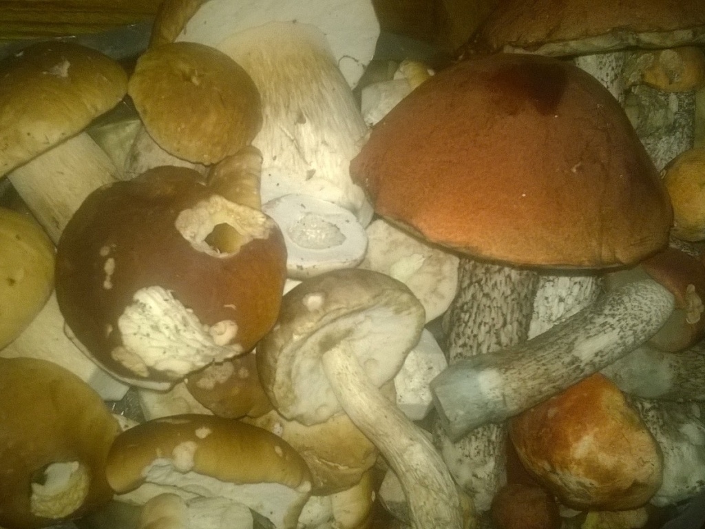 w houby 5